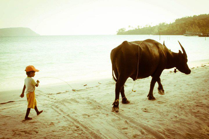 Water Buffalo on Koh Rong
