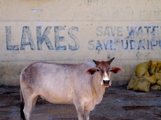 Udaipur: “We’re the only idiots here — and it’s great!”
