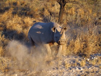 Elephants, Rhinos, and Lions, Oh My!