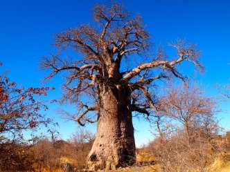 Welcome to Africa: A breath of fresh air