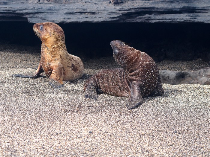 Galapagos Sea Lions