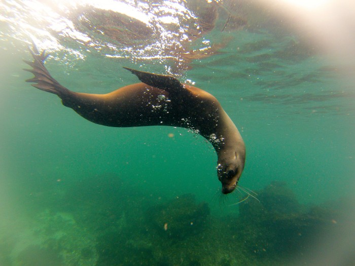 Galapagos Sea Lion