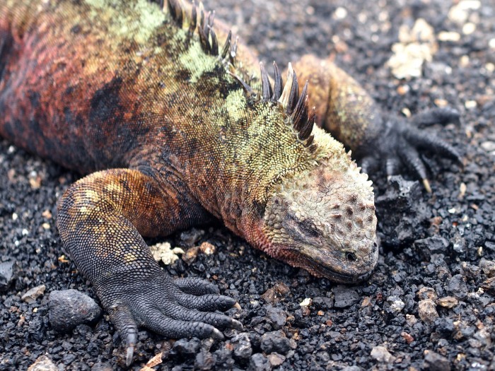 Galapagos Land Iguana