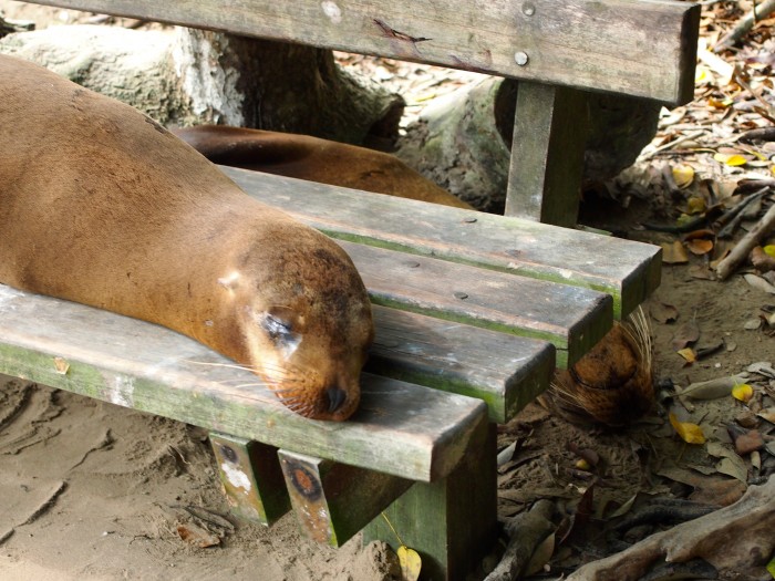 Galapagos Sea Lion
