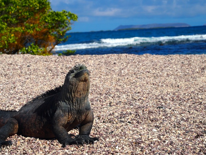 Galapagos Marine Iguana