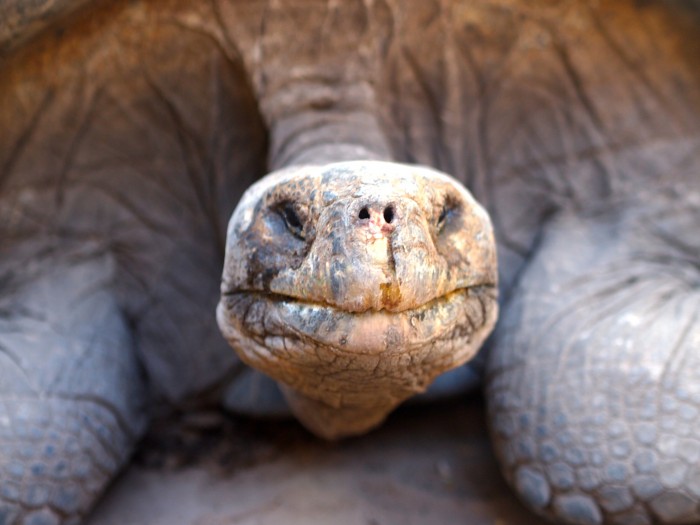 Galapagos Giant Tortoise