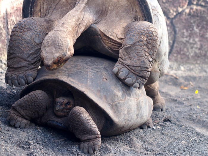 Galapagos Giant Tortoise