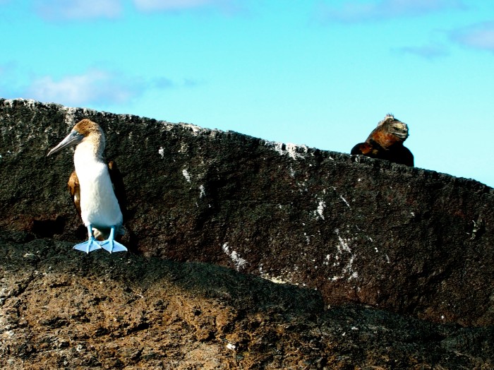 Galapagos Blue Footed Boobie and Marine Iguana