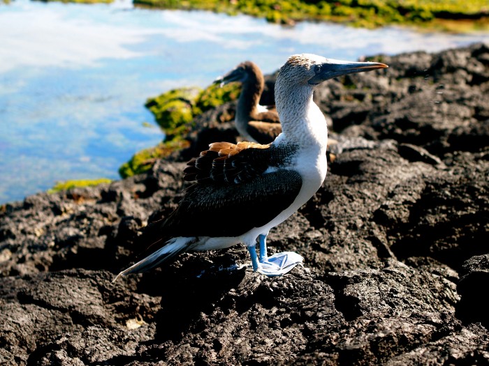 Galapagos Blue Footed Boobie