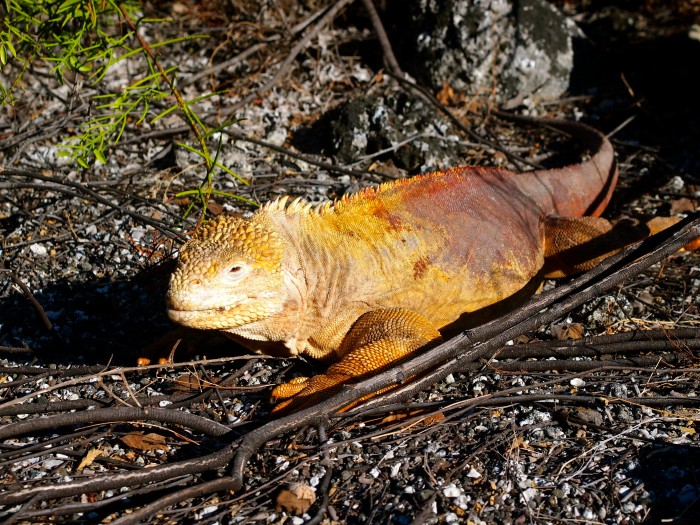 Galapagos Land Iguana