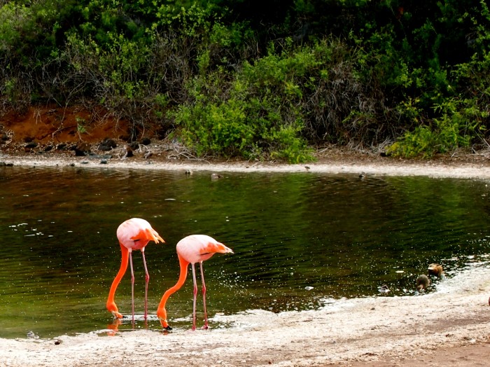 Galapagos - Flamingos
