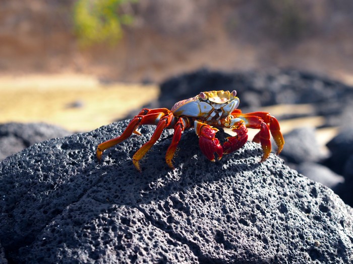 Galapagos Sally Lightfoot Crab